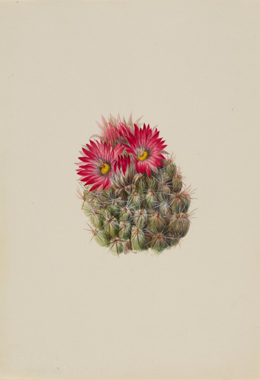 Kaktus jeż (Coryphantha arizonica) autorstwa Mary Vaux Walcott