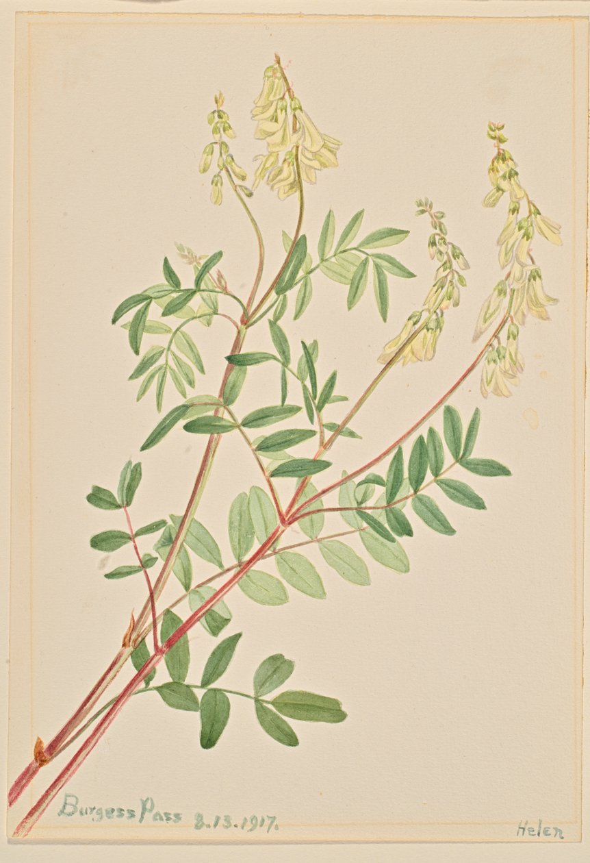 Hedysarum (Hedysarum sulphurescens) autorstwa Mary Vaux Walcott