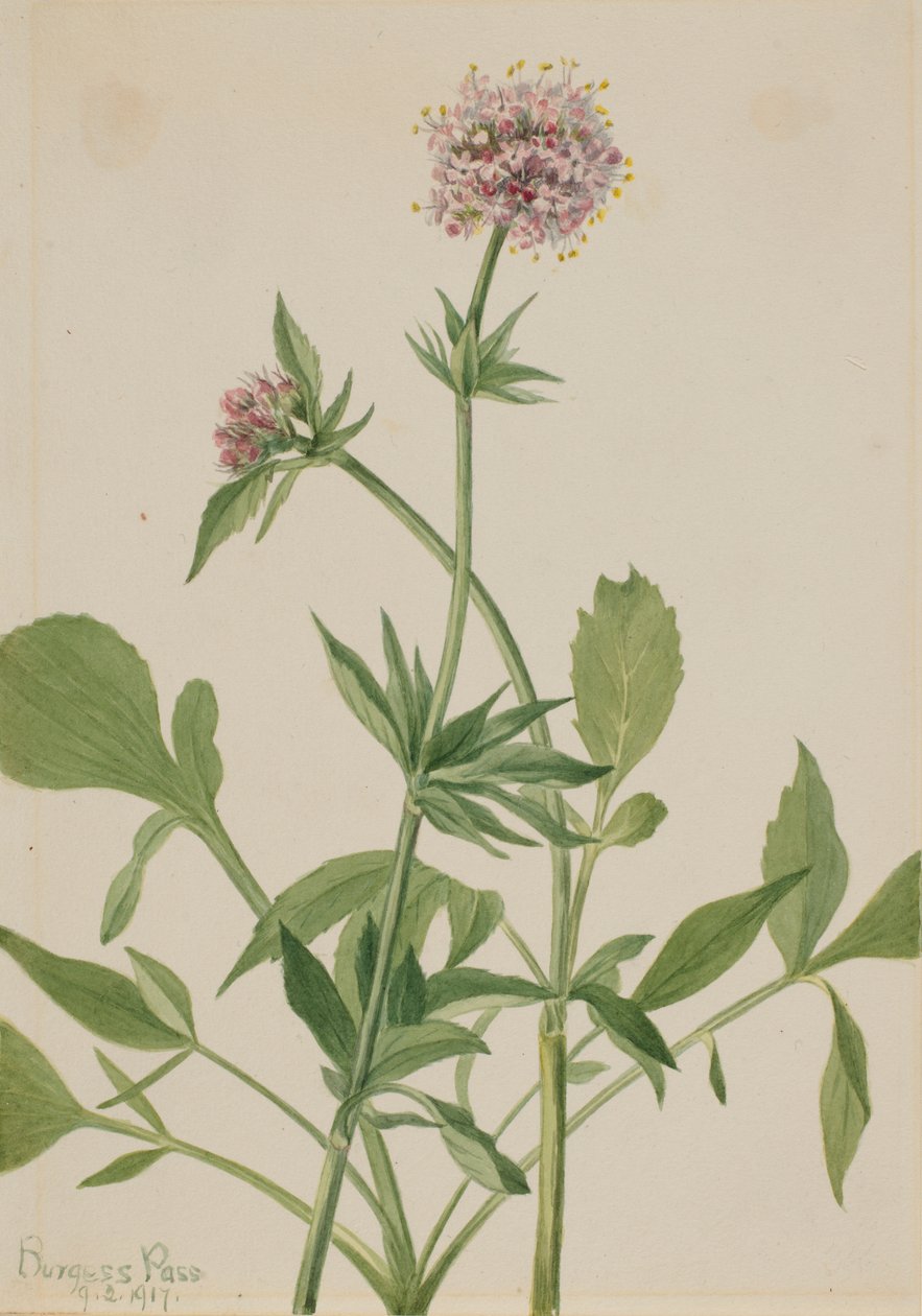 Waleriana siewna (Valeriana sitchensis) autorstwa Mary Vaux Walcott