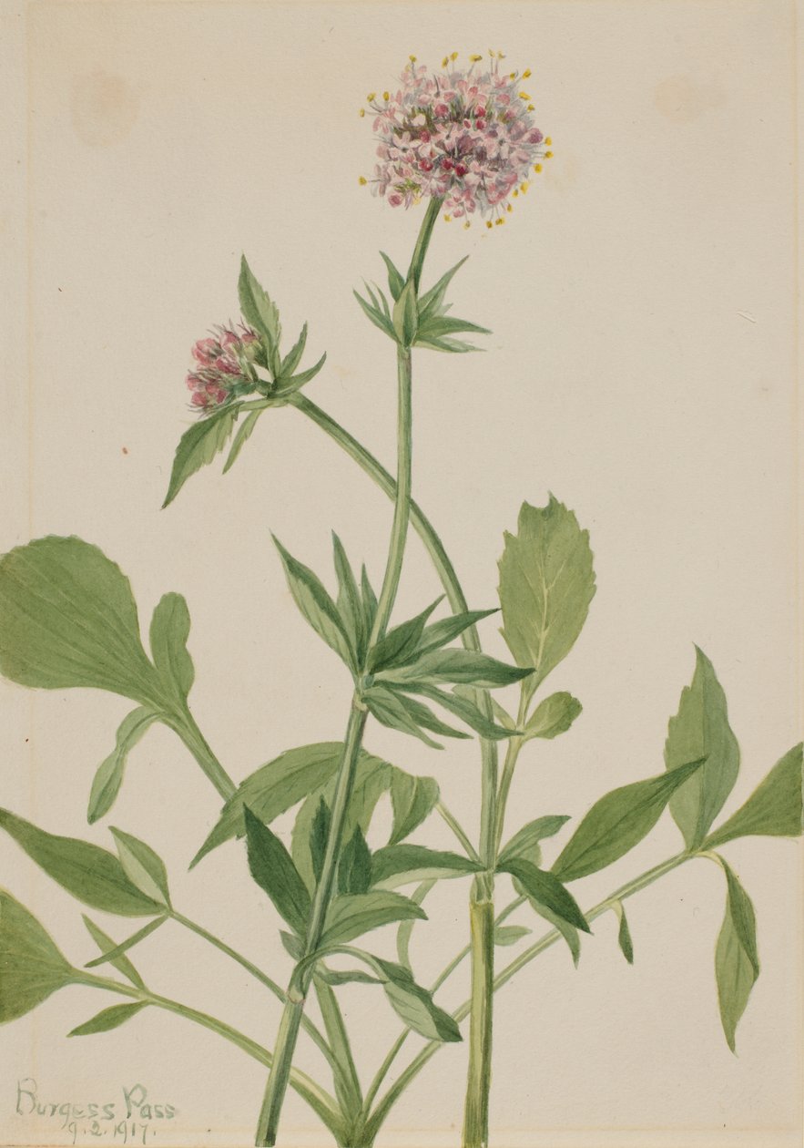 Heliotrop Valerian Valeriana sitchensis, 1917. autorstwa Mary Vaux Walcott