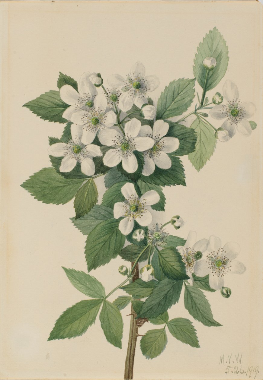 Jeżyna wysoka (Rubus argutus) autorstwa Mary Vaux Walcott