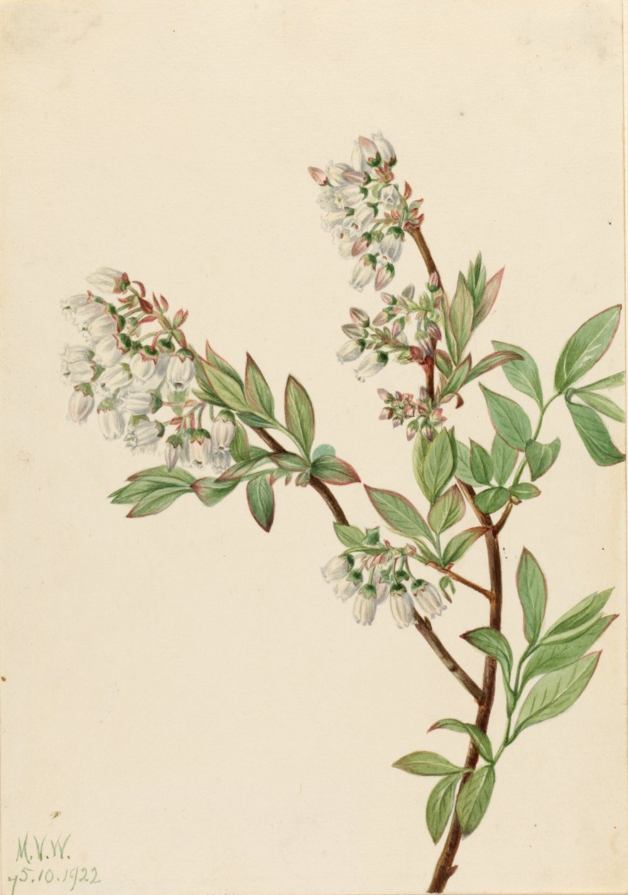 Borówka wysoka (Vaccinium corymbosum) autorstwa Mary Vaux Walcott