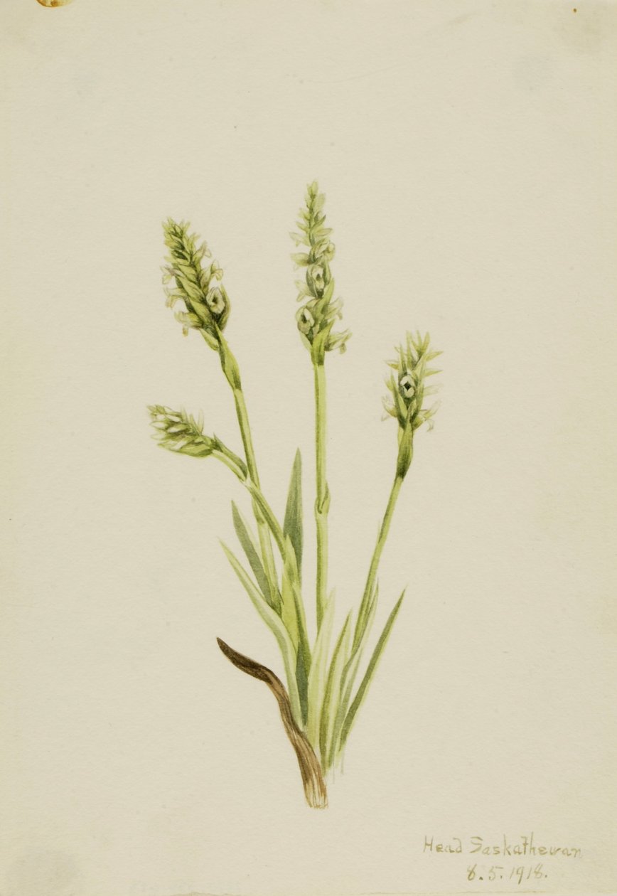 Ibidium ścisłe (Ibidium strictum) autorstwa Mary Vaux Walcott