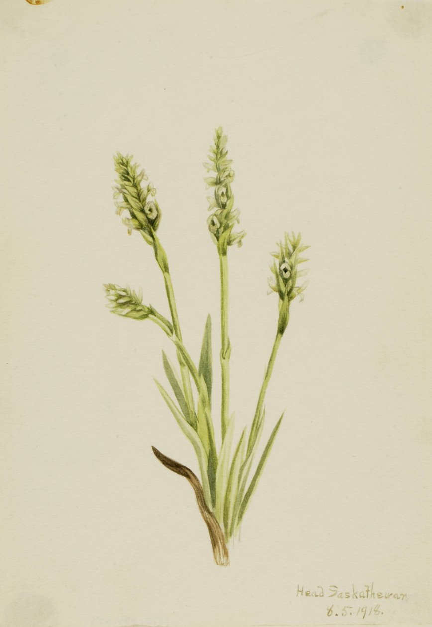 Damskie spodnie z kapturem Ibidium strictum, 1918. autorstwa Mary Vaux Walcott