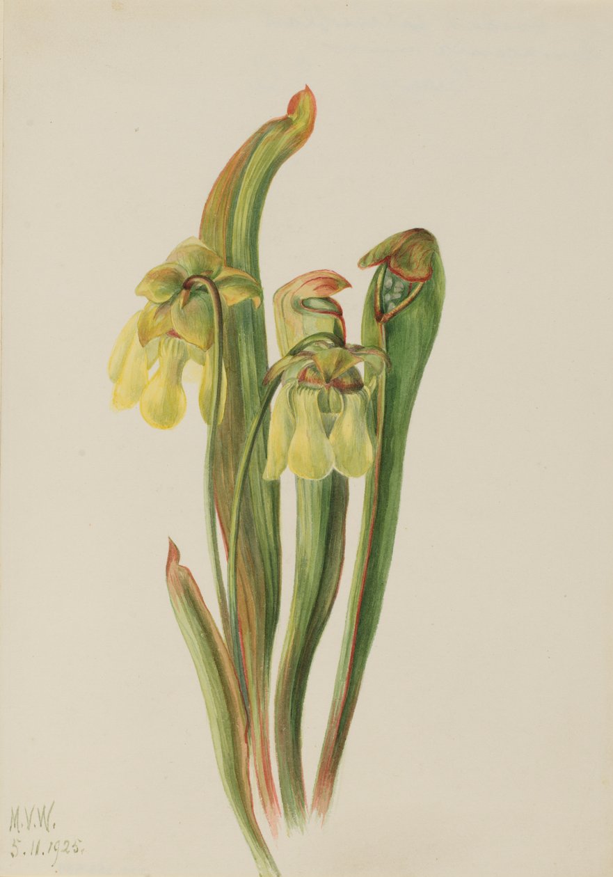 Dzbanecznik kapturkowaty (Sarracenia minor) autorstwa Mary Vaux Walcott