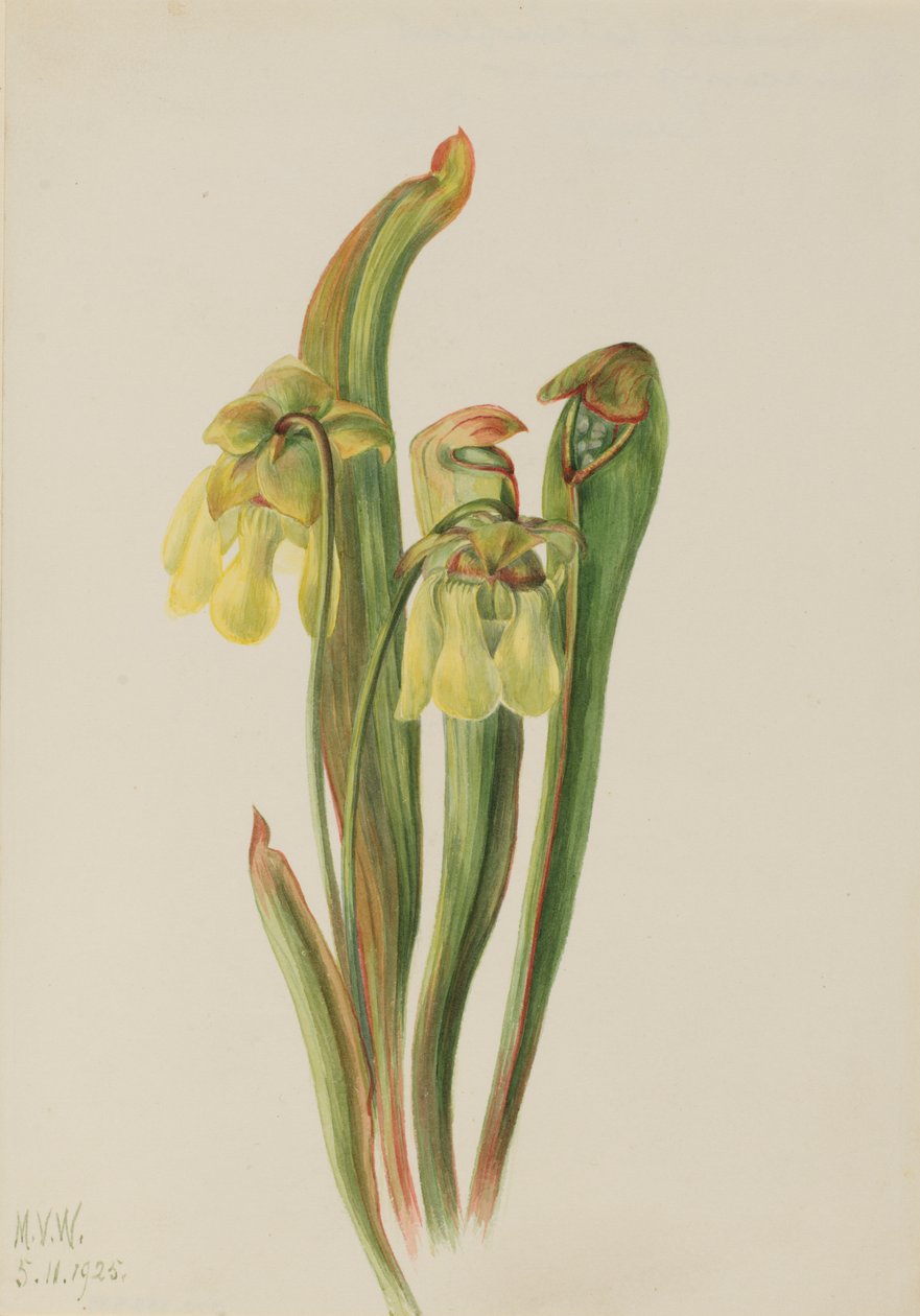 Dzban z kapturem Sarracenia minor, 1925 r. autorstwa Mary Vaux Walcott