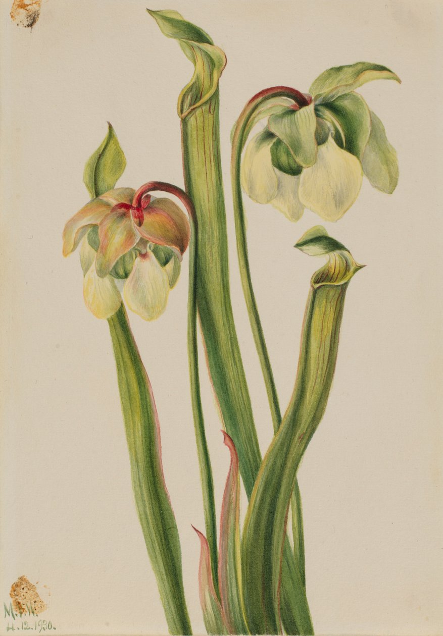 Hybrydowy dzbanecznik (Sarracenia minor) autorstwa Mary Vaux Walcott