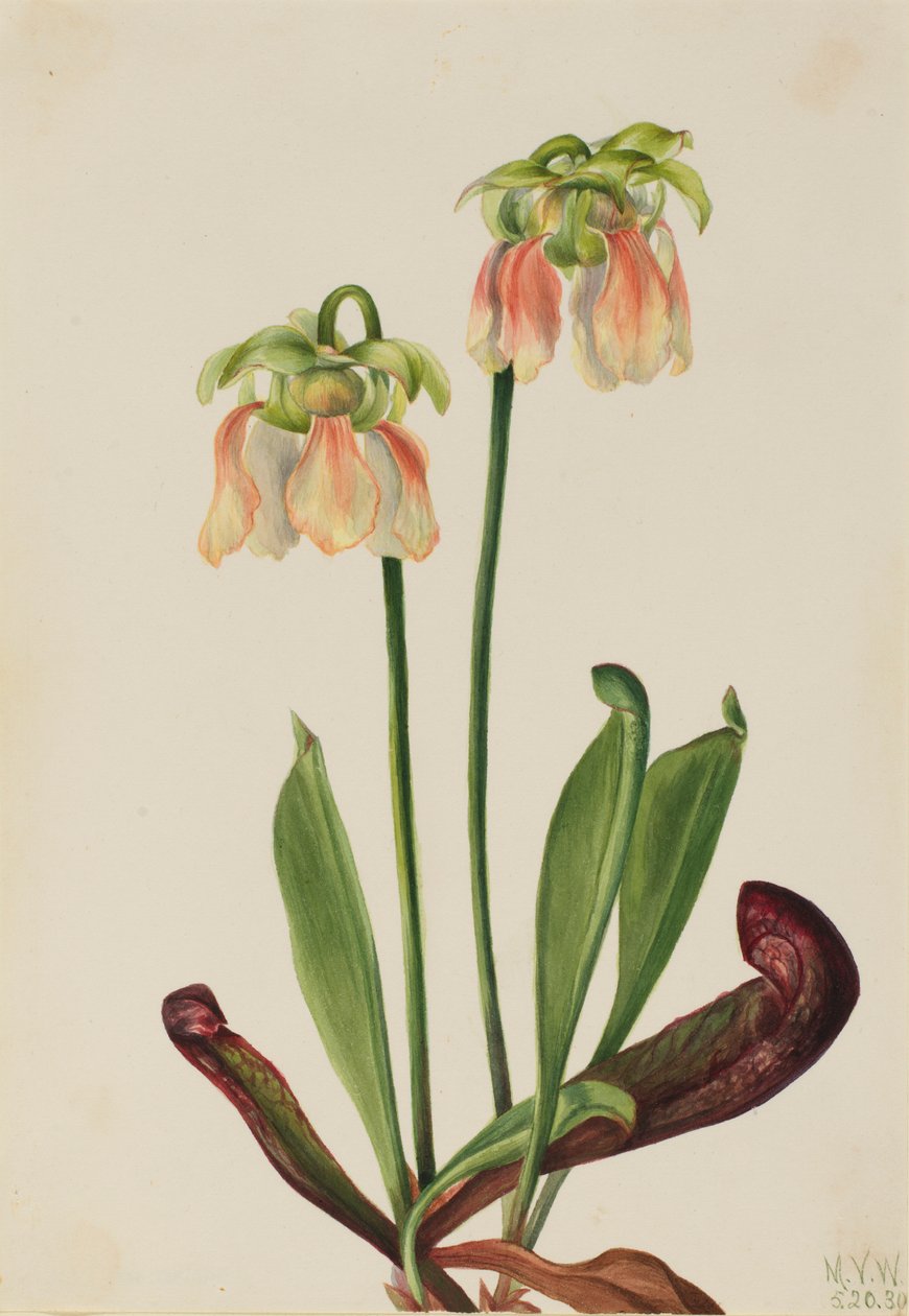 Hybryda dzbanecznika (Sarracenia minor x psittacina) autorstwa Mary Vaux Walcott