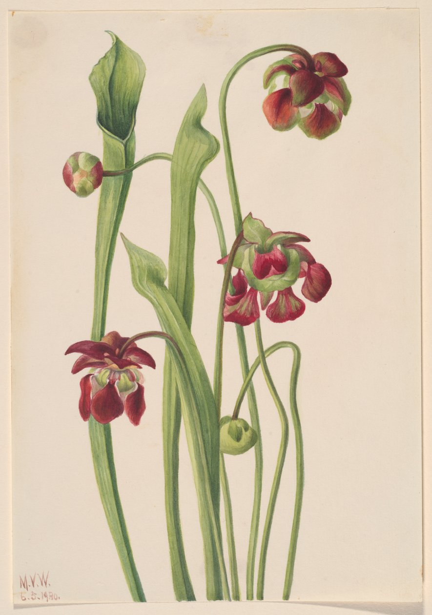 Hybrydowa roślina dzbanowa, 1930. autorstwa Mary Vaux Walcott