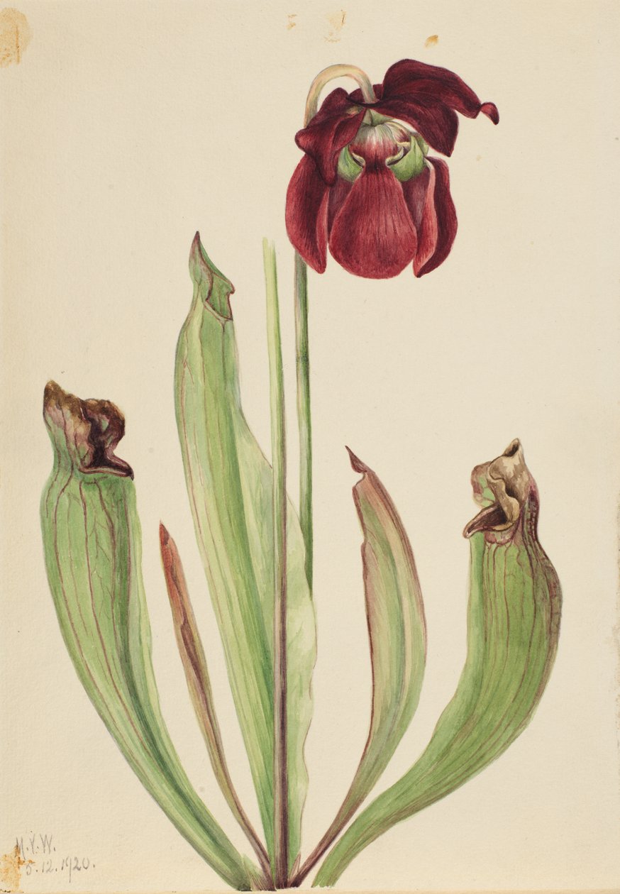 Hybryda dzbanka Sarracenia rubra xs purpurea venosa, 1920. autorstwa Mary Vaux Walcott