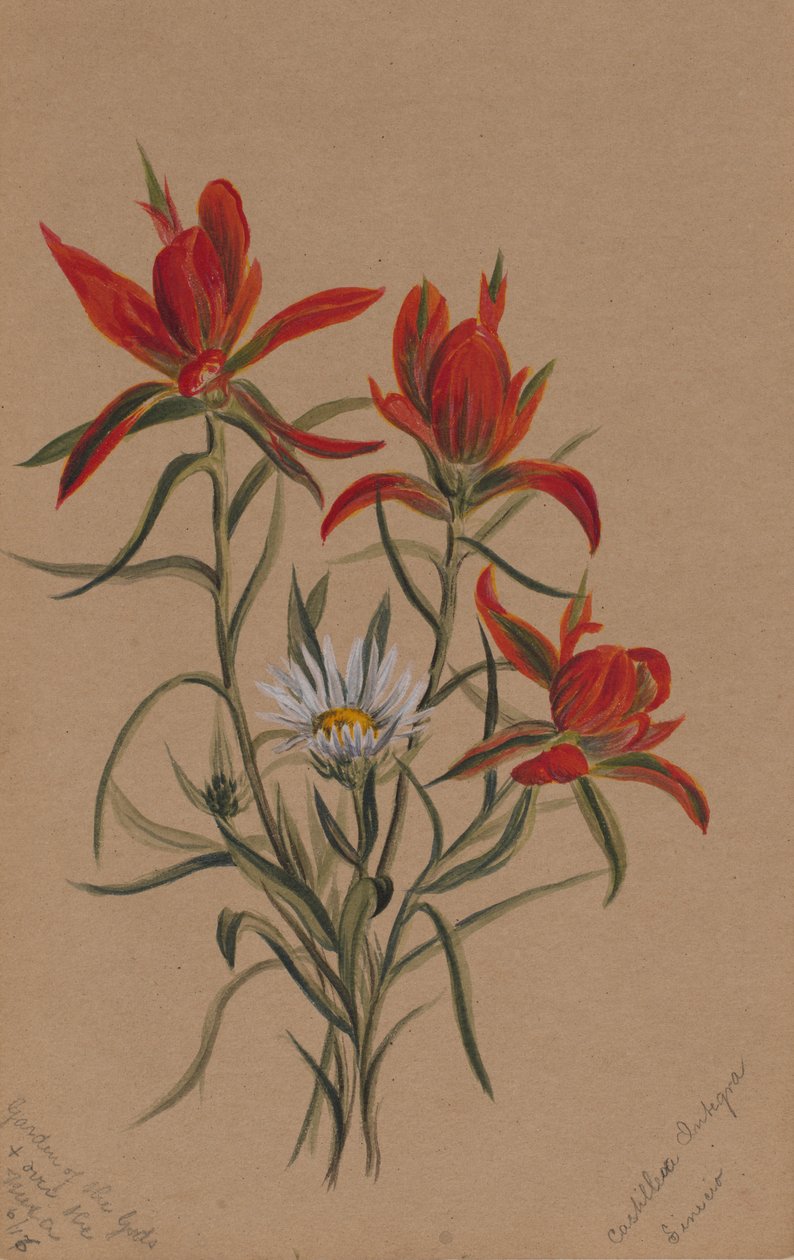 Indyjski pędzel Castilleja rhexifolia, 1883. autorstwa Mary Vaux Walcott