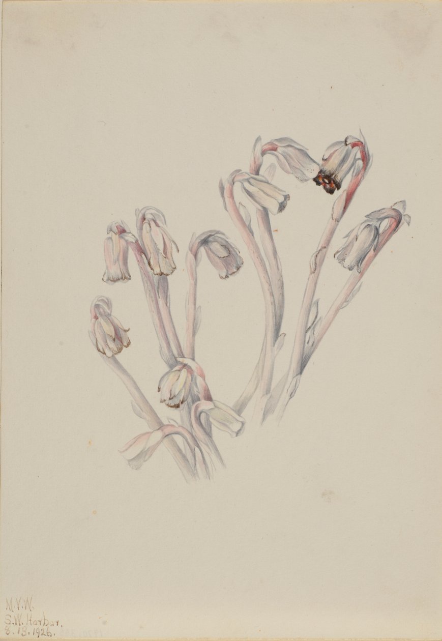 Fajka indyjska (Monotropa uniflora) autorstwa Mary Vaux Walcott
