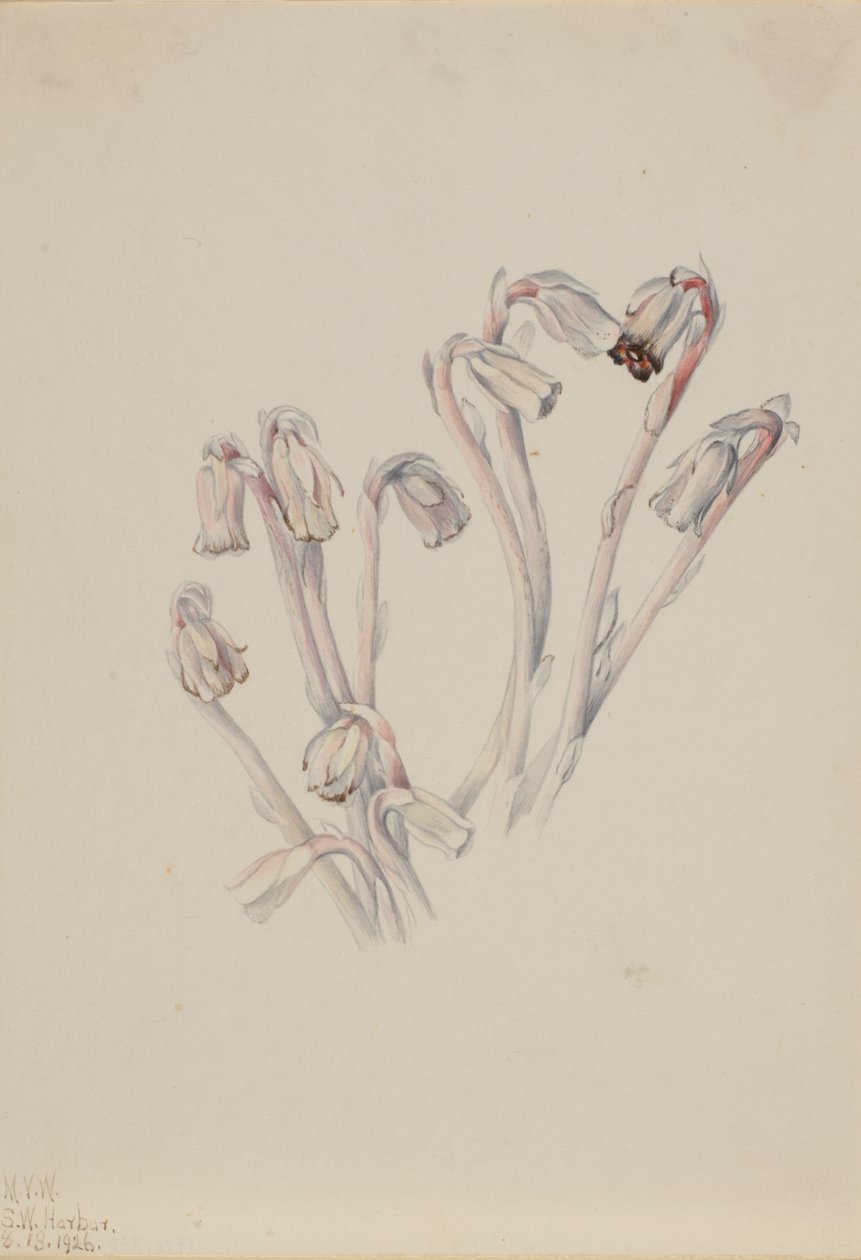 Fajka indyjska Monotropa uniflora, 1926. autorstwa Mary Vaux Walcott