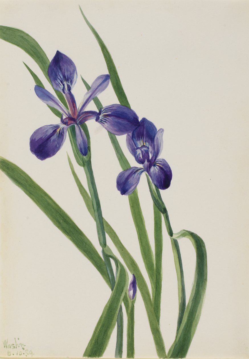 Irys (gatunek irysa) autorstwa Mary Vaux Walcott