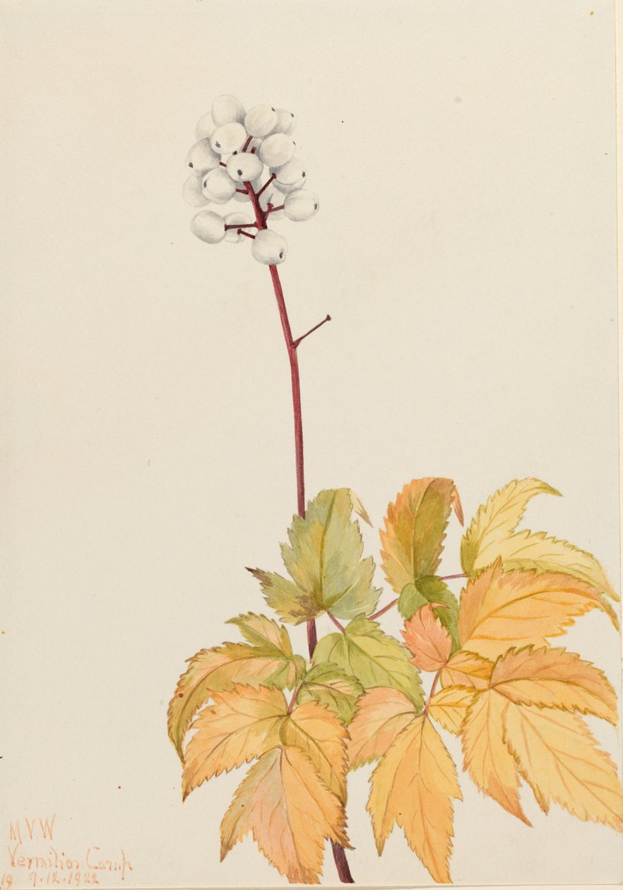 Borówka brusznica (Actaea arguta) autorstwa Mary Vaux Walcott