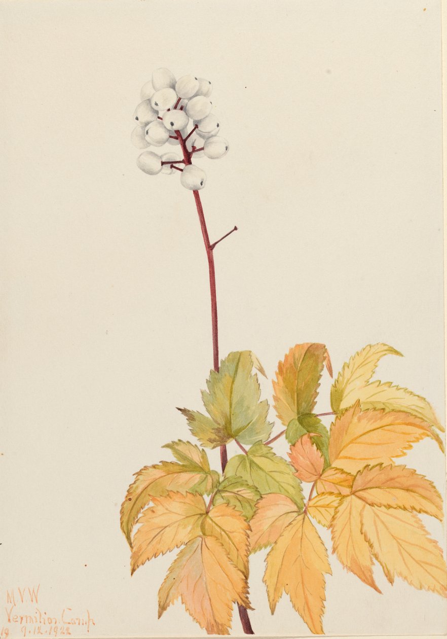 Baneberry z kości słoniowej Actaea arguta, 1922 autorstwa Mary Vaux Walcott