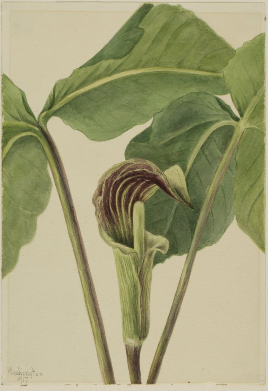 Arisaema triphyllum (Arisaema triphyllum) autorstwa Mary Vaux Walcott