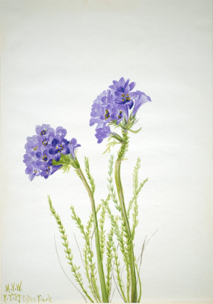 Drabina Jakuba (Polemonium viscosum) autorstwa Mary Vaux Walcott