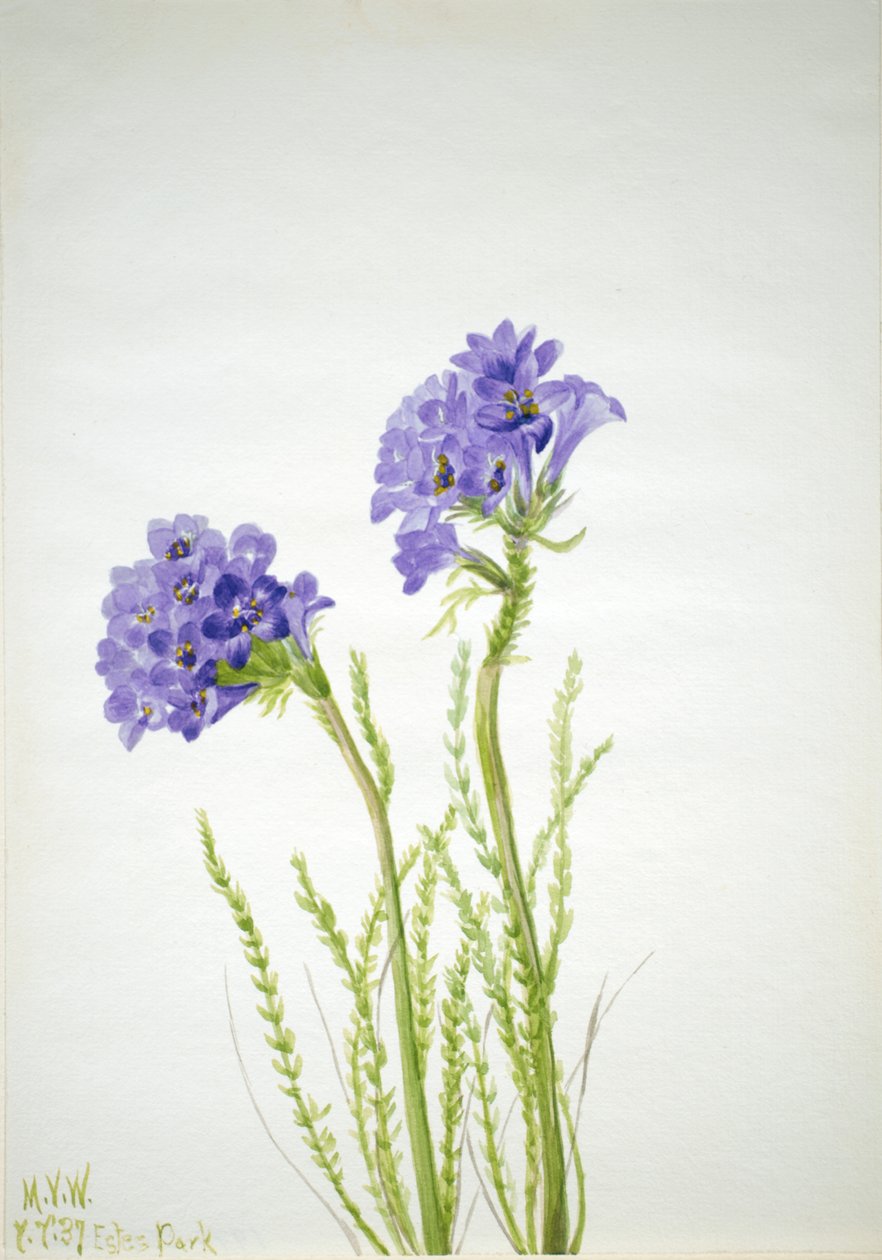 Drabina Jakubowa Polemonium viscosum, 1937. autorstwa Mary Vaux Walcott