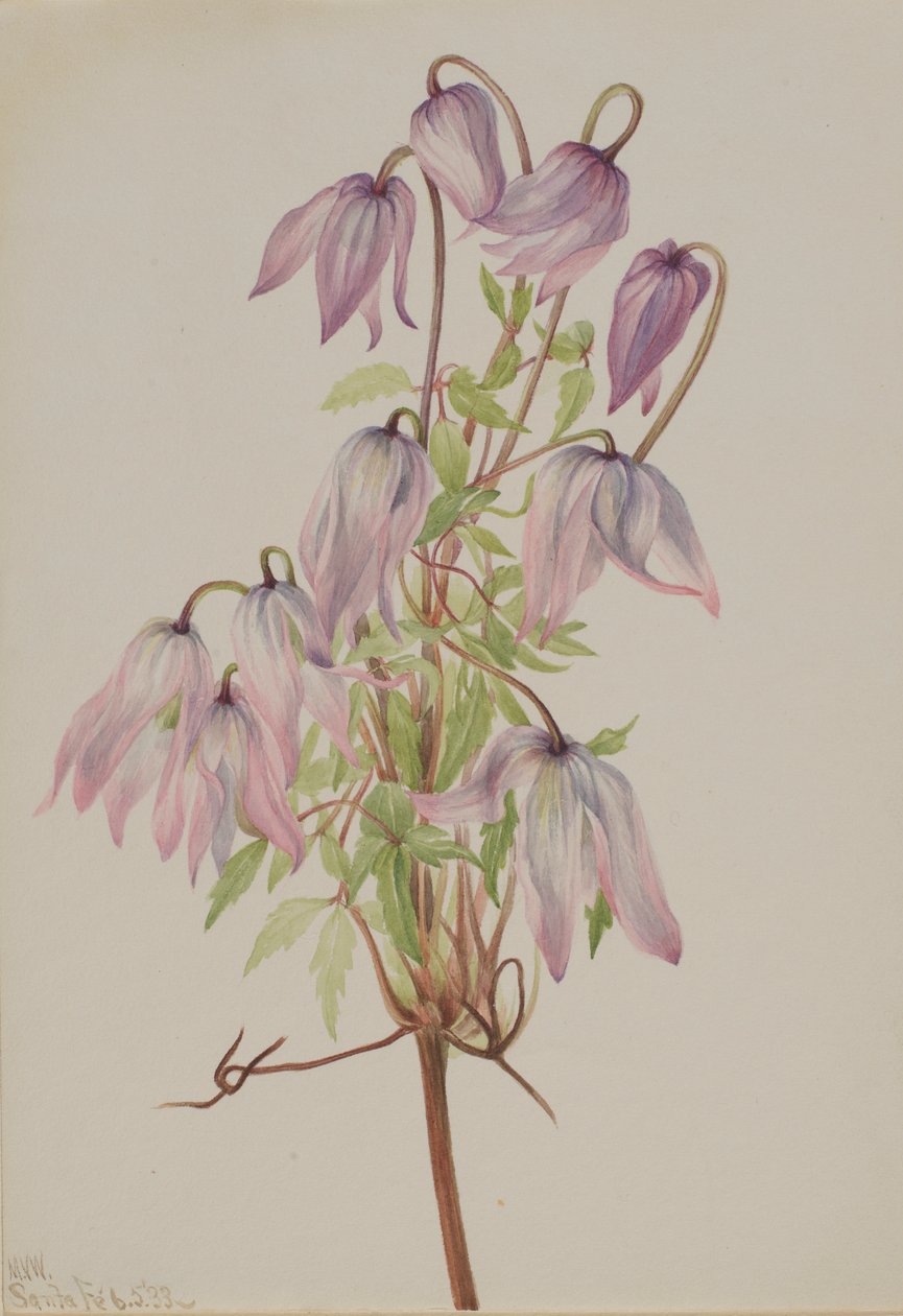 Jicarilla (Clematis pseudoalpina) autorstwa Mary Vaux Walcott
