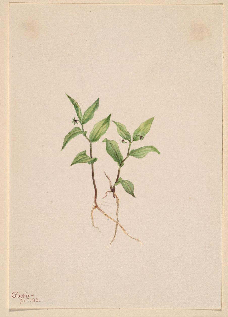 Kruhsea (Kruhsea streptopoides) autorstwa Mary Vaux Walcott