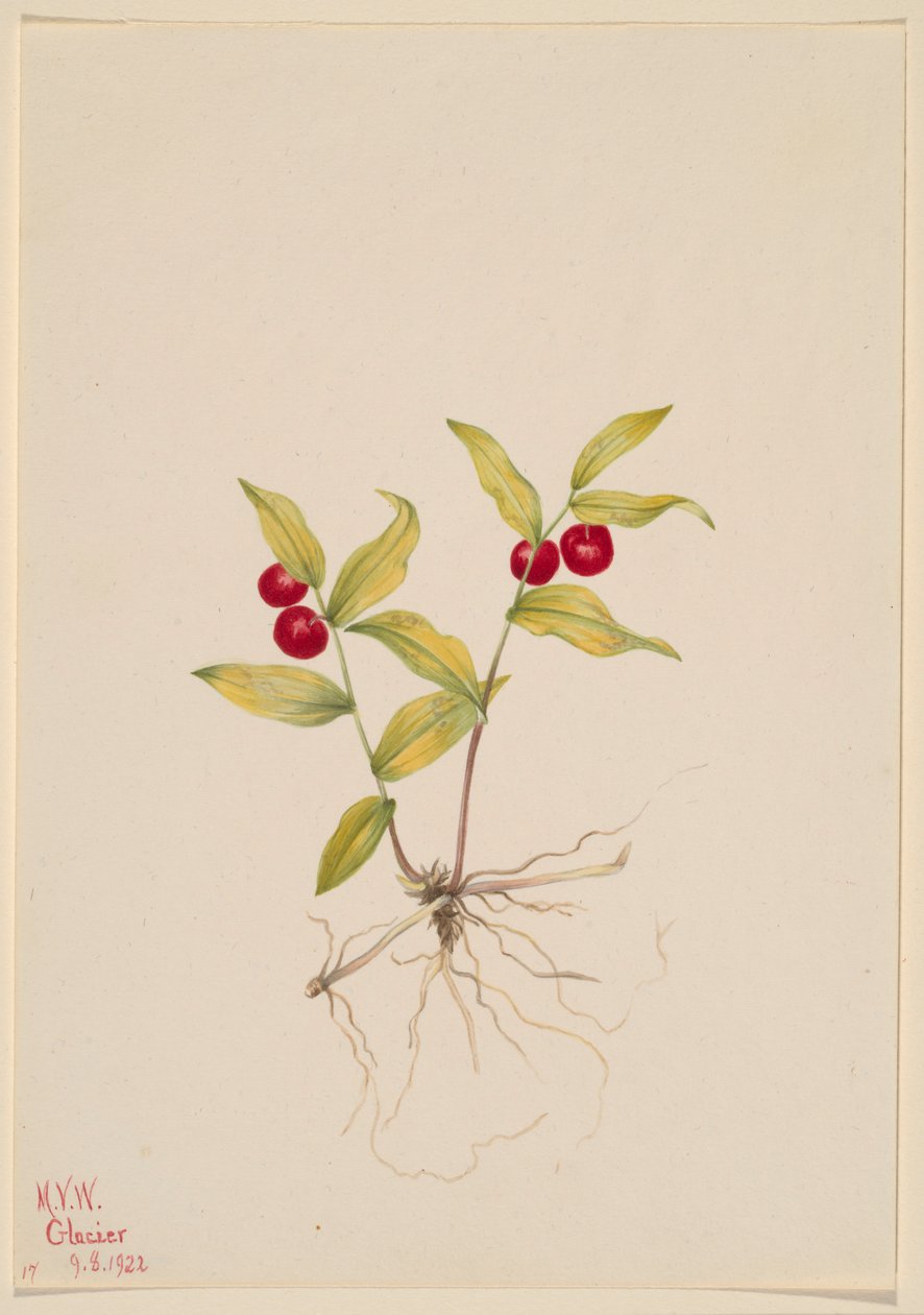 Kruhsea (Kruhsea streptopoides) autorstwa Mary Vaux Walcott