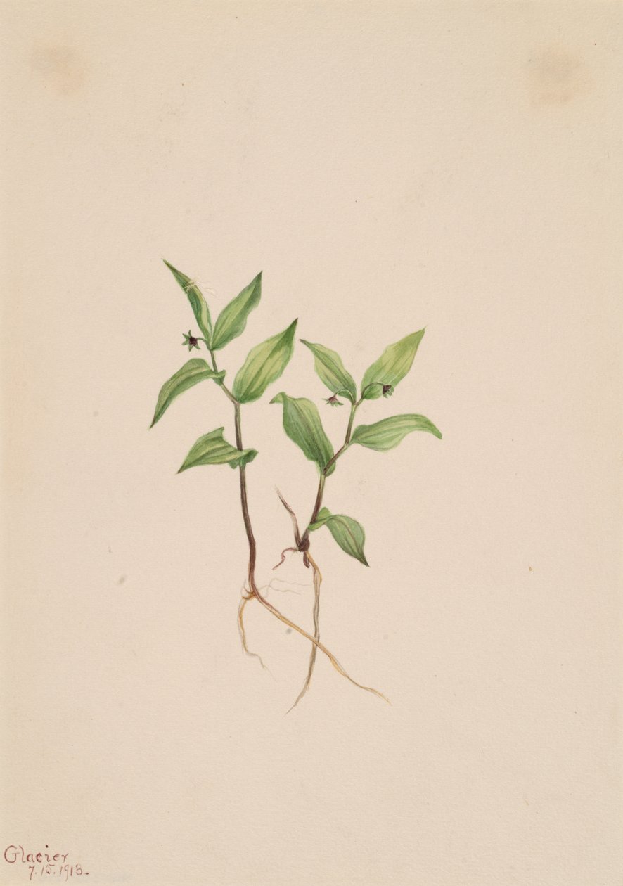 Streptopoides Kruhsea Kruhsea, 1913. autorstwa Mary Vaux Walcott