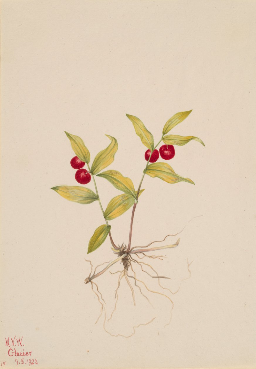 Streptopoides Kruhsea Kruhsea, 1922. autorstwa Mary Vaux Walcott