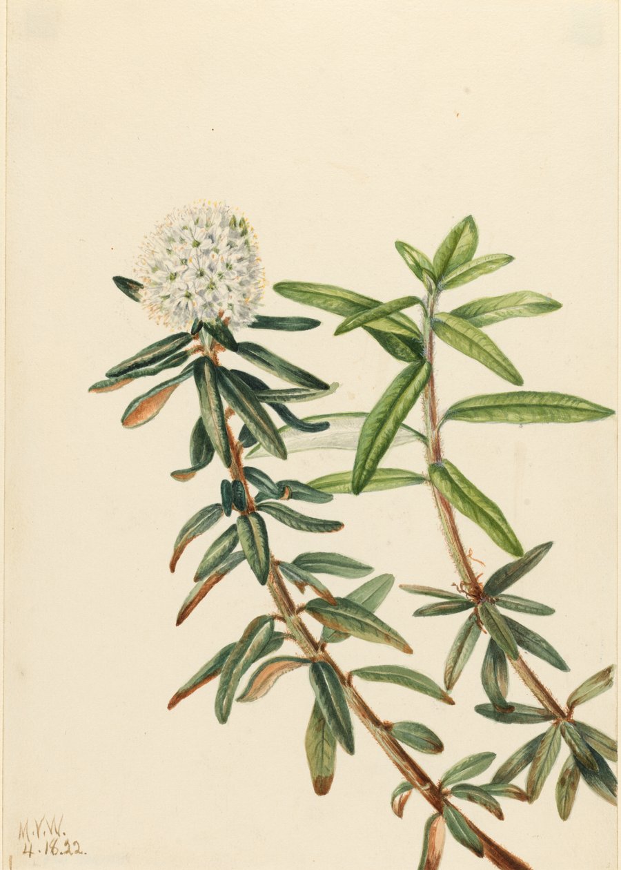 Herbata labradorska (Ledum groenlandicum) autorstwa Mary Vaux Walcott