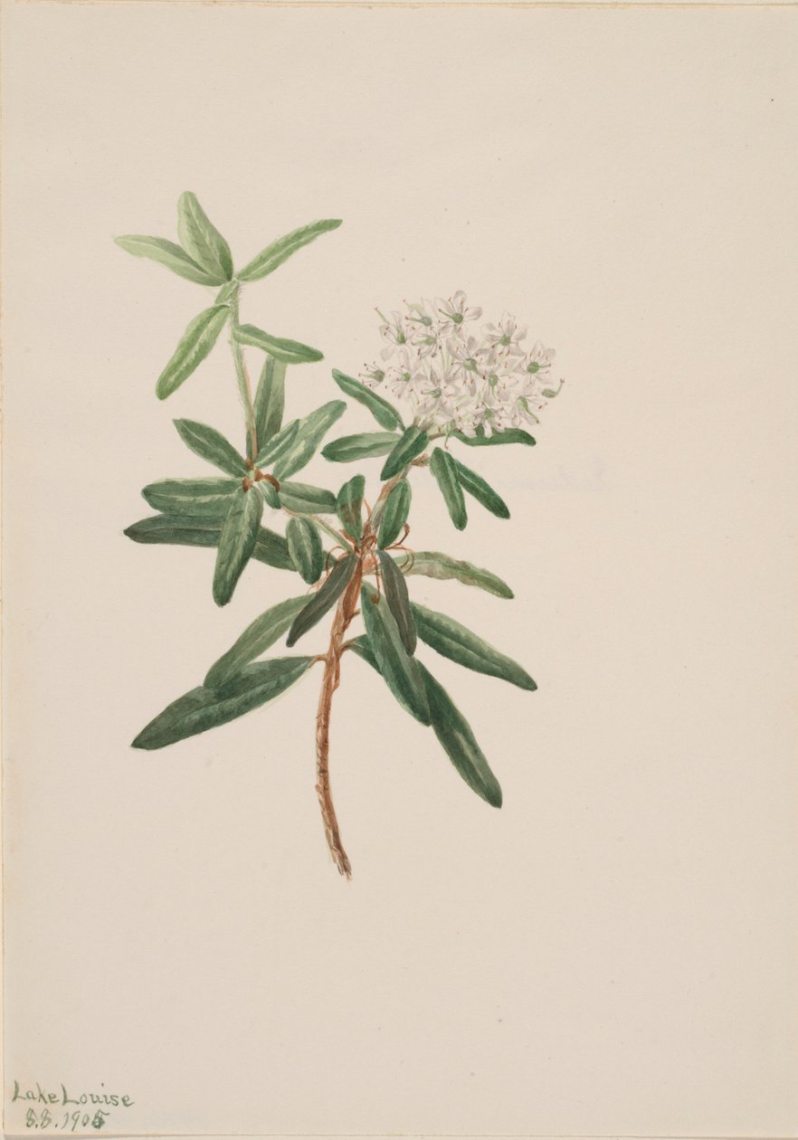 Herbata labradorska (Ledum groenlandicum) autorstwa Mary Vaux Walcott