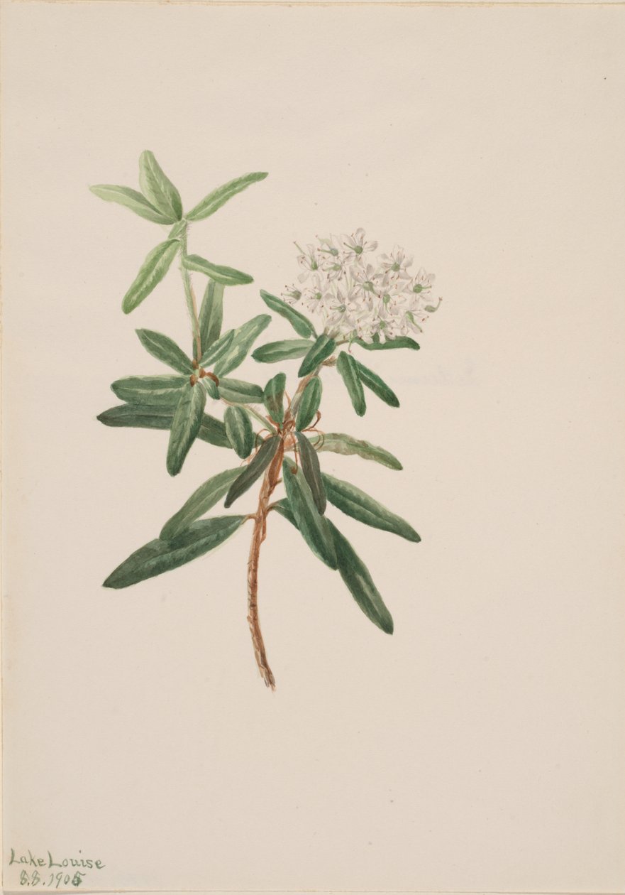 Lód Labrador Tea Grenlandia, 1905. autorstwa Mary Vaux Walcott