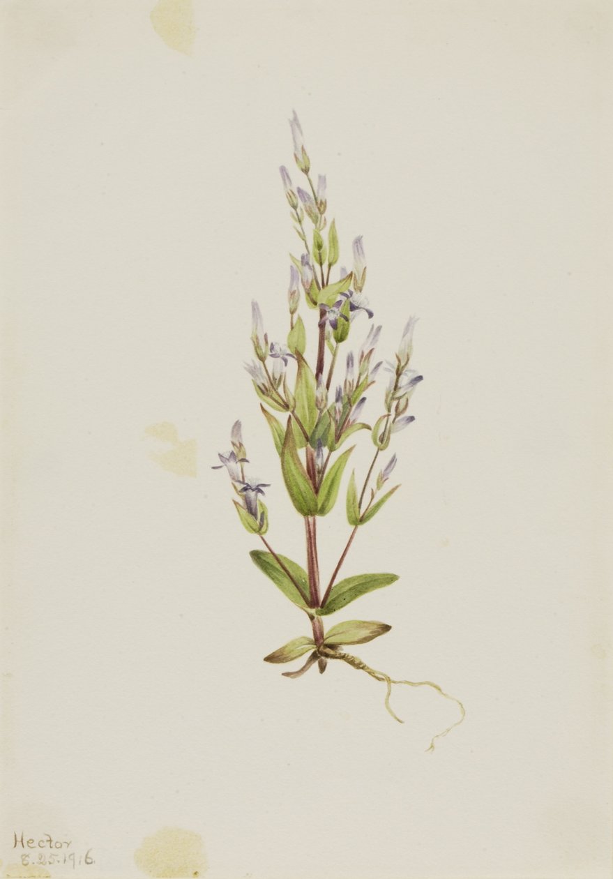 Goryczka drabinkowa (Gentiana acuta) autorstwa Mary Vaux Walcott