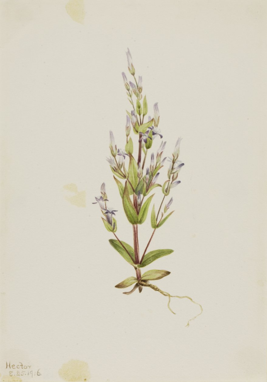 Drabina goryczki Gentiana acuta, 1916. autorstwa Mary Vaux Walcott
