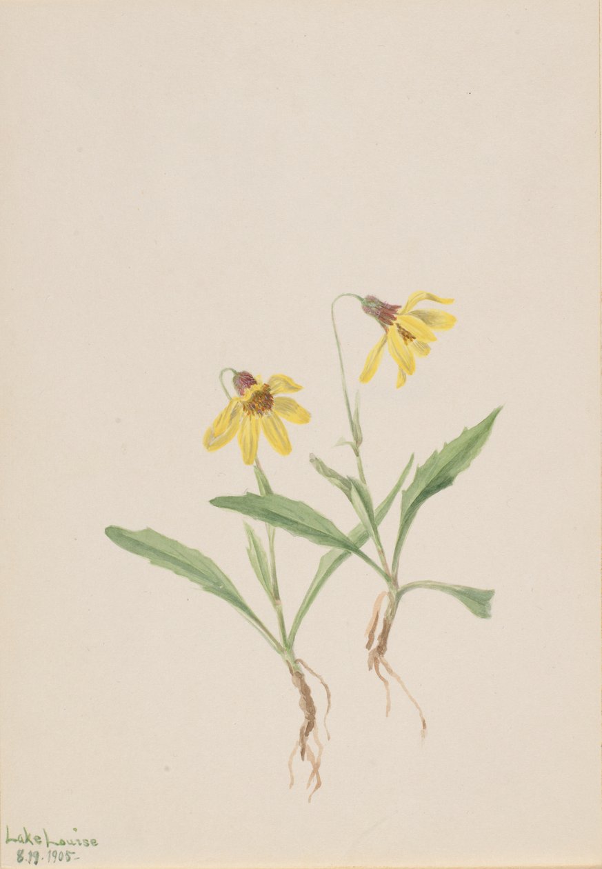Arnika Lake Louise (Arnica louisiana) autorstwa Mary Vaux Walcott
