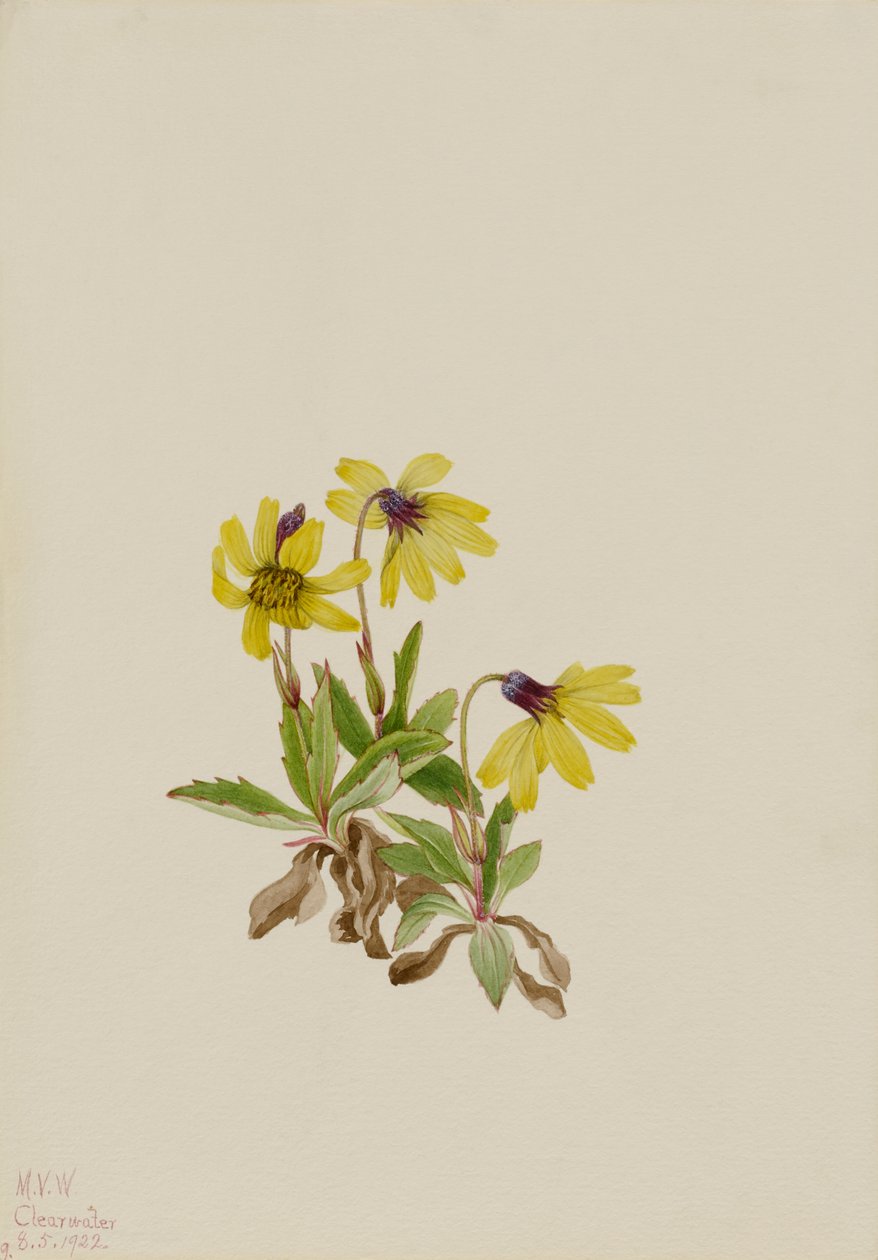 Arnika Lake Louise (Arnica louisiana) autorstwa Mary Vaux Walcott