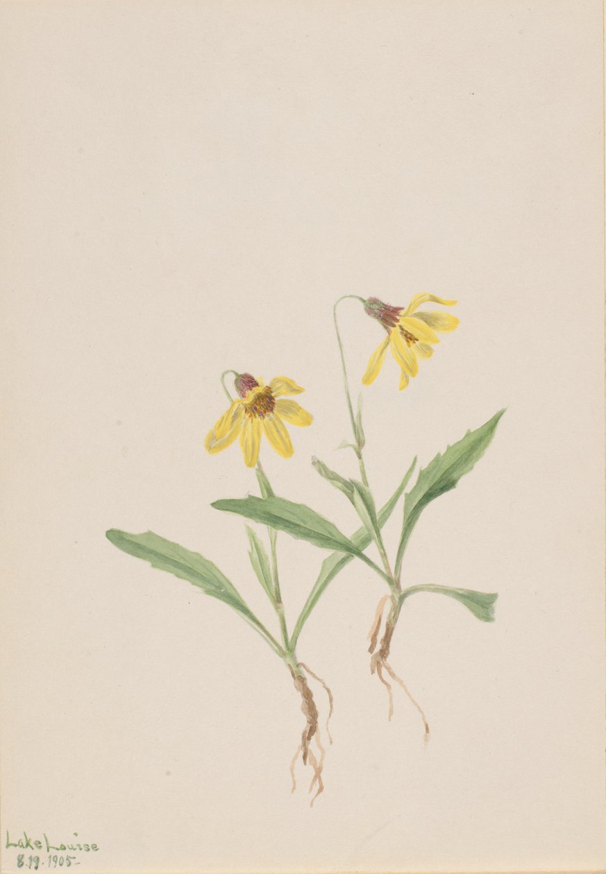 Lake Louise Arnica Arnica louisiana, 1905. autorstwa Mary Vaux Walcott
