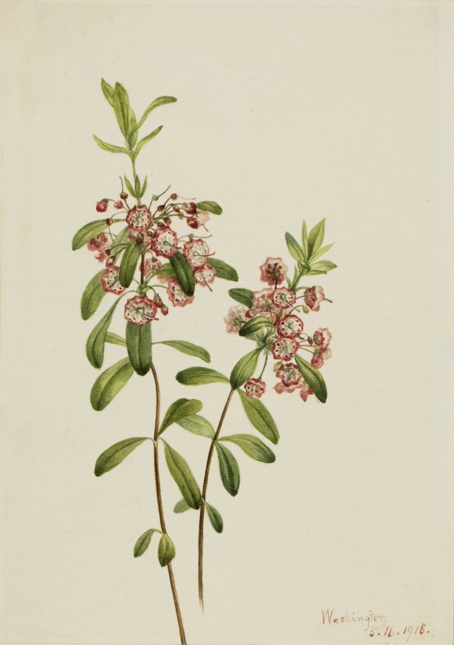 Kalmia wąskolistna (Kalmia angustifolia) autorstwa Mary Vaux Walcott