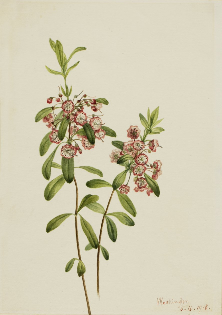 Lambkill Kalmia angustifolia, 1918. autorstwa Mary Vaux Walcott