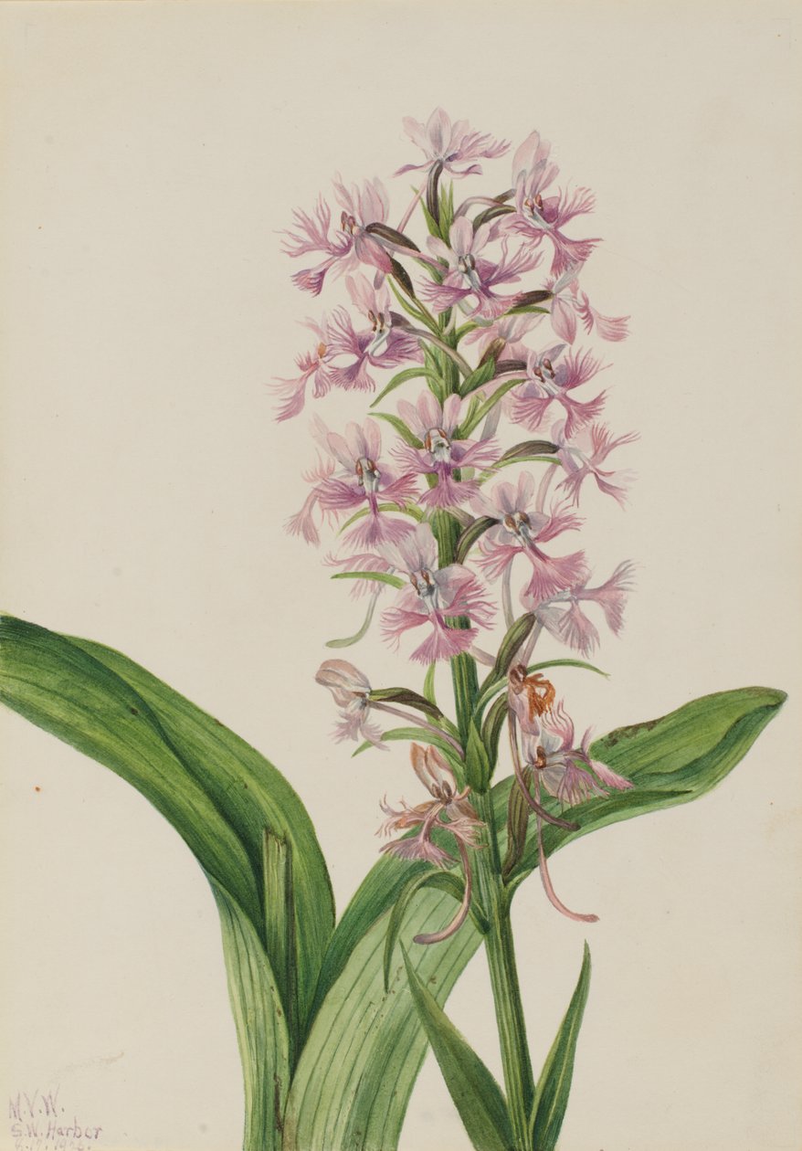 Storczyk fioletowy duży (Habenaria grandiflora) autorstwa Mary Vaux Walcott