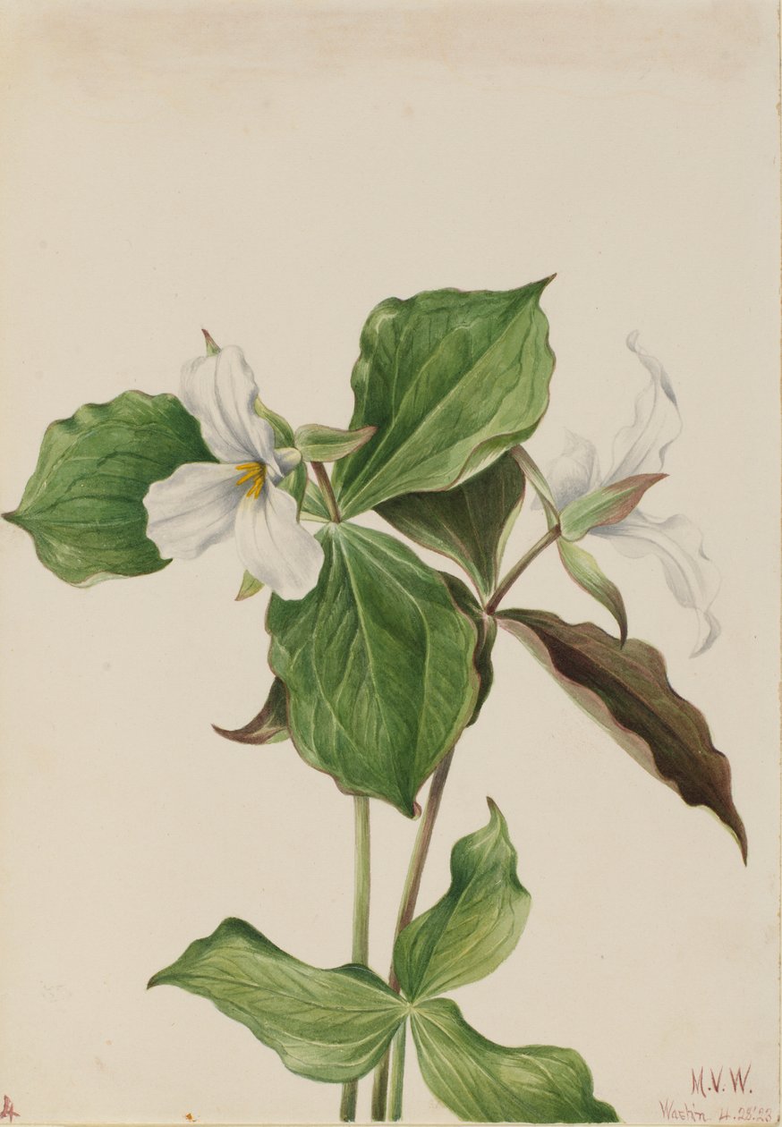 Duży biały trillium (Trillium grandiflorum) autorstwa Mary Vaux Walcott