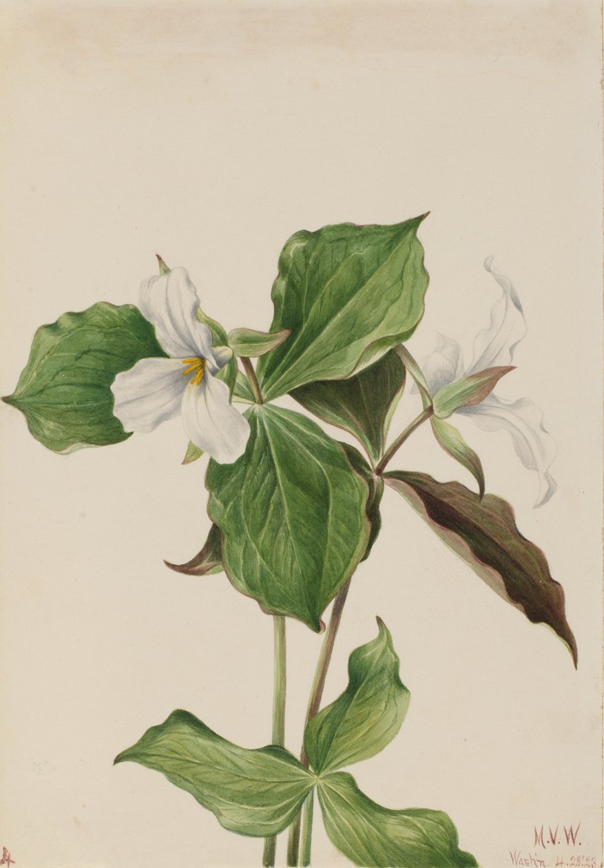 Duży biały Trillium Trillium grandiflorum, 1923. autorstwa Mary Vaux Walcott