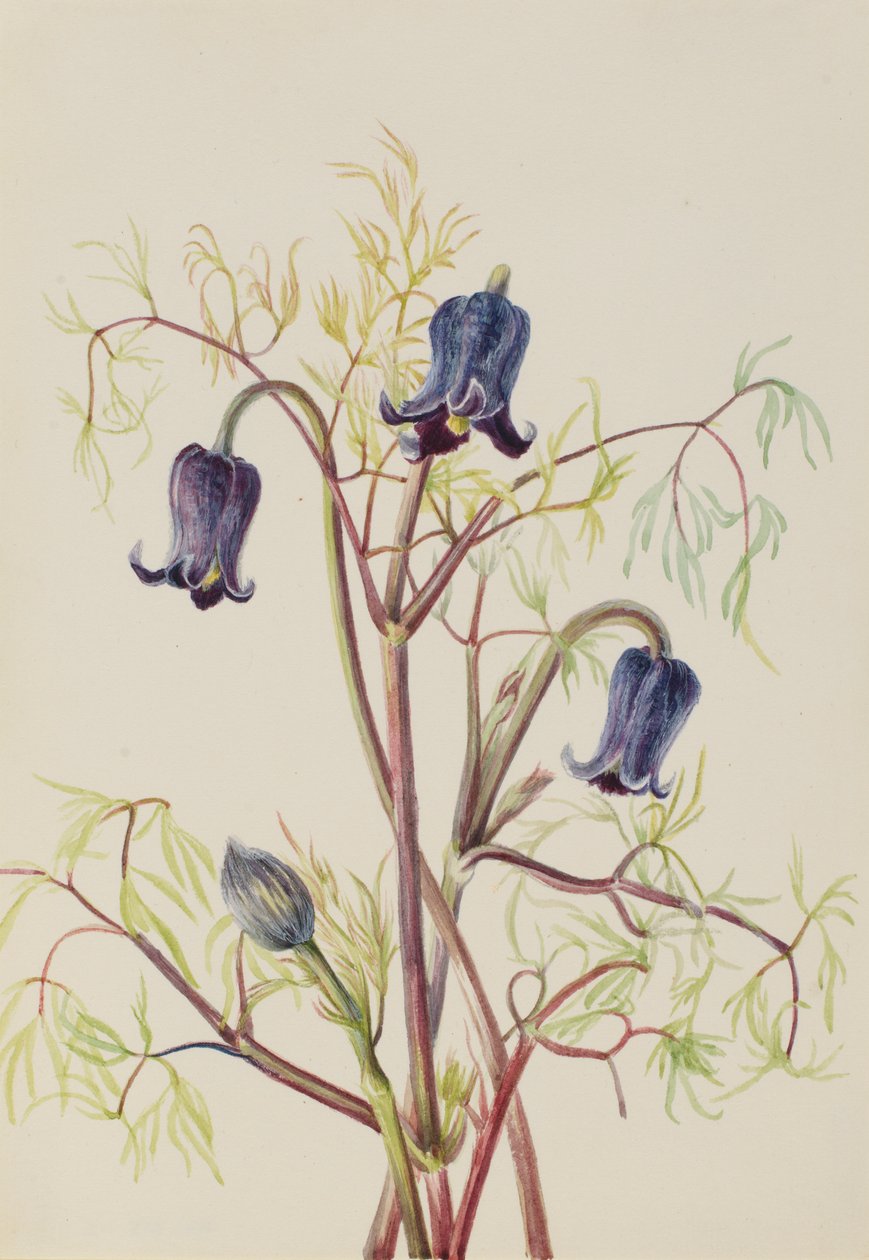 Powojnik skórzasty (Clematis hirsutissima) autorstwa Mary Vaux Walcott