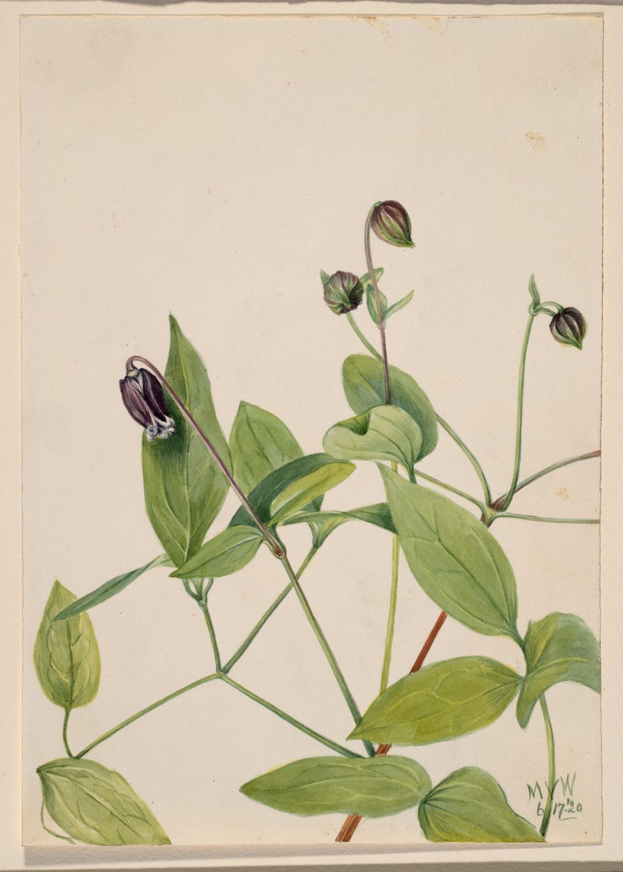 Powojnik pnący (Clematis viorna) autorstwa Mary Vaux Walcott