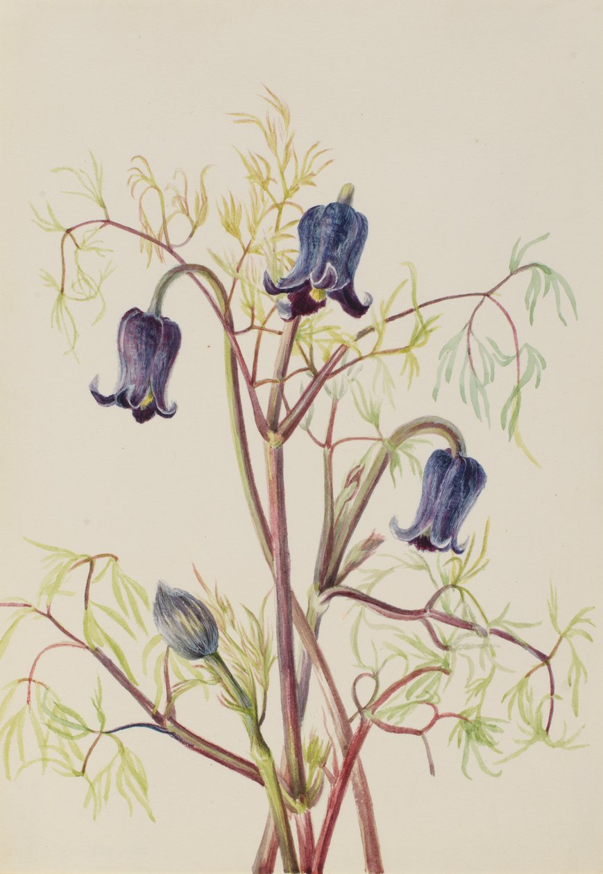 Skórzany Kwiat Clematis hirsutissima, ca. Lata 30. XX wieku. autorstwa Mary Vaux Walcott
