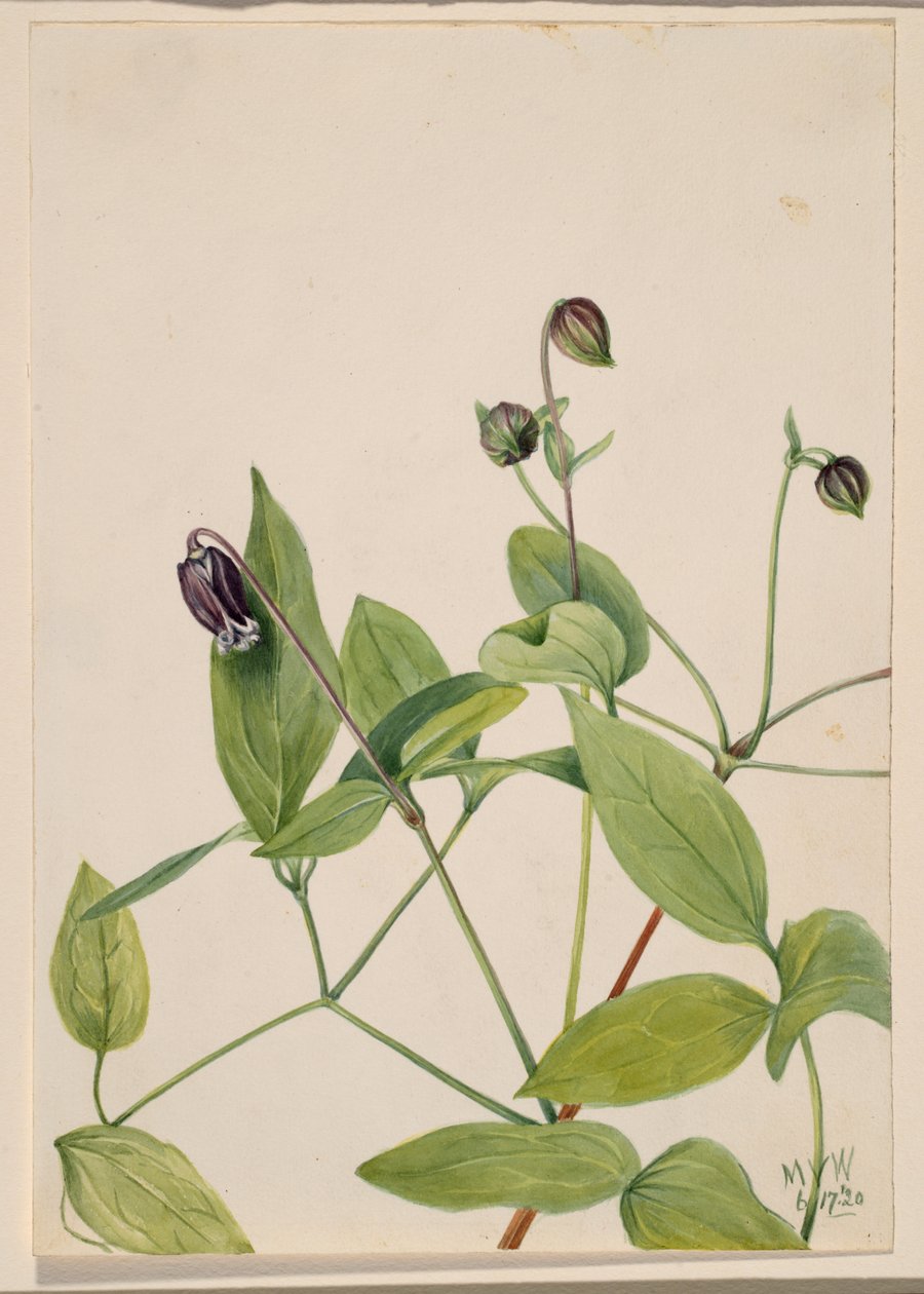 Skórzany kwiat Clematis viorna, 1920. autorstwa Mary Vaux Walcott