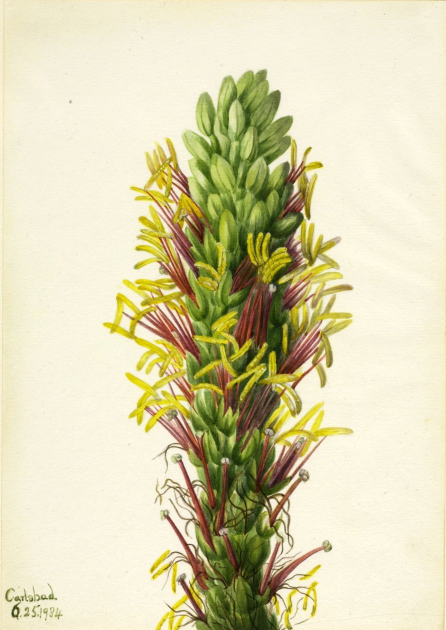 Lechuguilla (Agava lechuguilla) autorstwa Mary Vaux Walcott