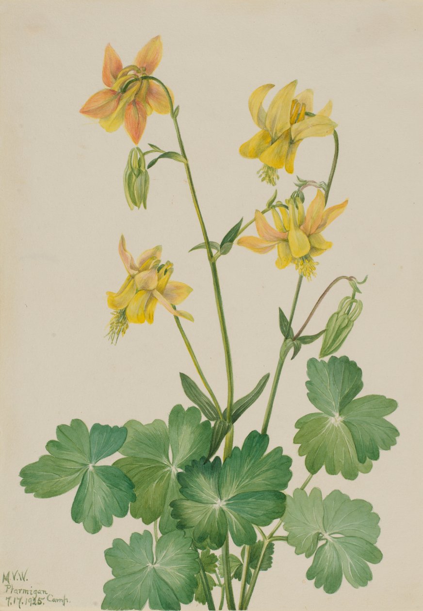Kolombina cytrynowa (Aquilegia flavescens) autorstwa Mary Vaux Walcott