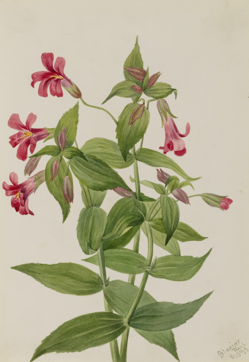 Kwiat małpy Lewisa (Mimulus lewisii) autorstwa Mary Vaux Walcott