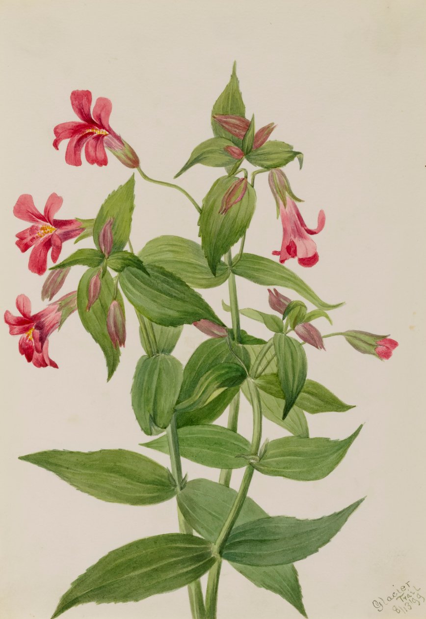 Kwiat małpy Lewis Mimulus lewisii, 1899. autorstwa Mary Vaux Walcott