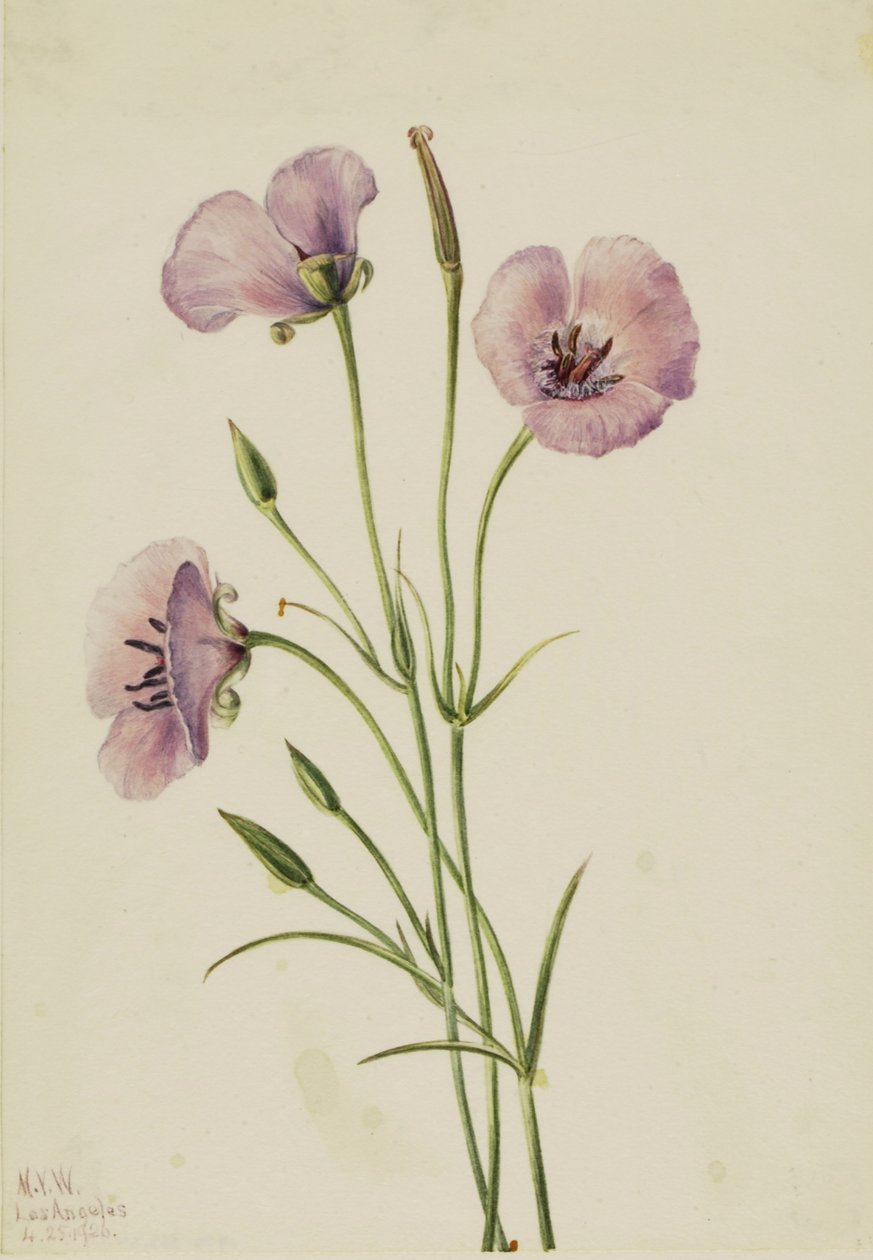 Mariposa liliowa (Calochortus splendens) autorstwa Mary Vaux Walcott